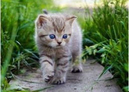 娱乐吃瓜小猫咪微博,揭秘娱乐圈幕后故事